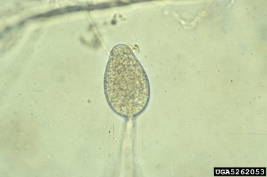 Phytophthora root rot, Phytophthora cinnamomi  (Peronosporales: Peronosporaceae) - 5262053