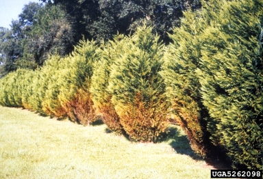 leaf spot (Passalora sequoiae ) on Leyland cypress (x Cupressocyparis leylandii ) - 5262098
