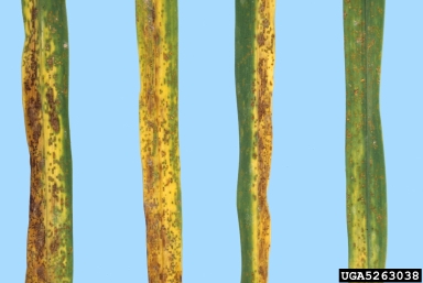 daylily rust, Puccinia hemerocallidis  (Uredinales: Pucciniaceae) - 5263038