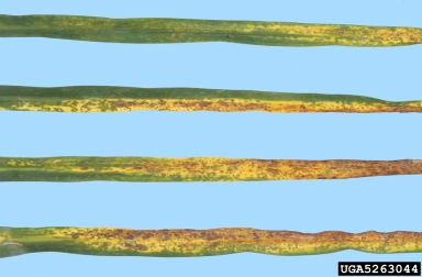 daylily rust, Puccinia hemerocallidis  (Uredinales: Pucciniaceae) - 5263044