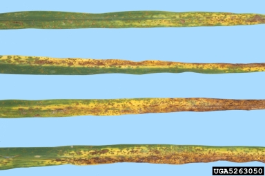 daylily rust, Puccinia hemerocallidis  (Uredinales: Pucciniaceae) - 5263050