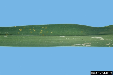 daylily rust, Puccinia hemerocallidis  (Uredinales: Pucciniaceae) - 5264013