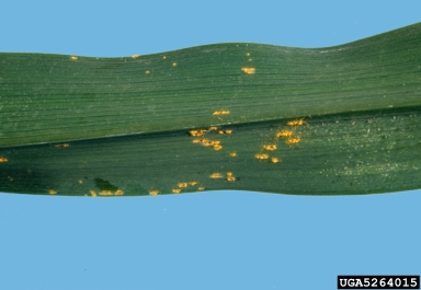 daylily rust, Puccinia hemerocallidis  (Uredinales: Pucciniaceae) - 5264015