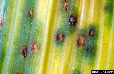 daylily rust, Puccinia hemerocallidis  (Uredinales: Pucciniaceae) - 5264022