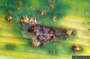 daylily rust, Puccinia hemerocallidis  (Uredinales: Pucciniaceae) - 5264025
