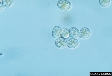 daylily rust, Puccinia hemerocallidis  (Uredinales: Pucciniaceae) - 5264056