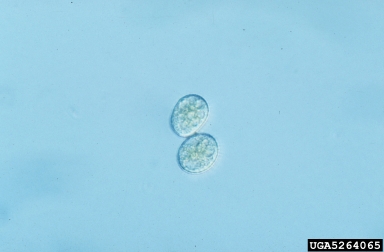 daylily rust, Puccinia hemerocallidis  (Uredinales: Pucciniaceae) - 5264065