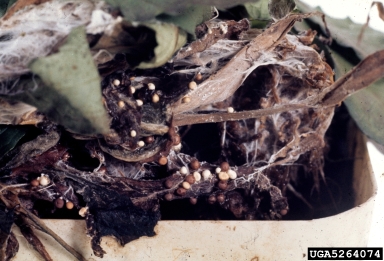 southern blight (Sclerotium rolfsii ) on carpet bugle (Ajuga reptans ) - 5264074