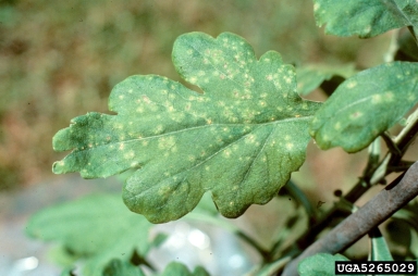 chrysanthemum white rust, Puccinia horiana  (Uredinales: Pucciniaceae) - 5265029