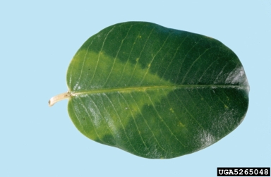 Cucumber Mosaic Virus (Cucumovirus CMV ) on Mandevilla (Mandevilla spp. ) - 5265048