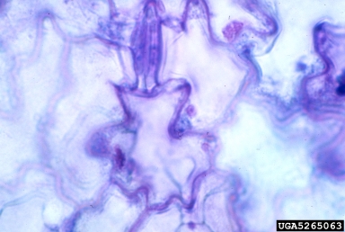 Cucumber Mosaic Virus (Cucumovirus CMV ) on cucurbits (  ) - 5265063