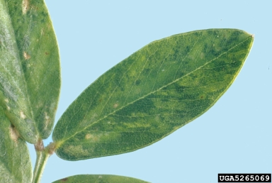 Peanut Stunt Virus (Cucumovirus PSV ) on perennial peanut (Arachis glabrata ) - 5265069