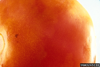 Tomato Spotted Wilt Virus, Tospovirus TSWV  (Unassigned single stranded negative-sense RNA viruses: Bunyaviridae) - 5265098