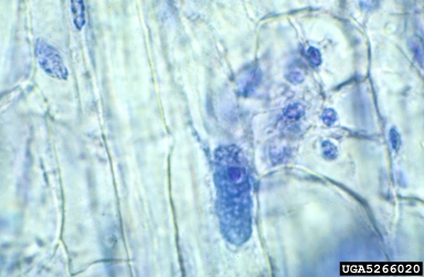 Tomato Yellow Leaf Curl Virus (Begomovirus TYLCV ) on tomato (Lycopersicon esculentum ) - 5266020