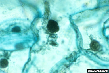 Tobacco Etch Virus (Potyvirus TEV ) on tobacco (Nicotiana spp. ) - 5266028