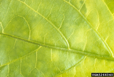 Tobacco Etch Virus (Potyvirus TEV ) on pepper (Capsicum spp. ) - 5266040
