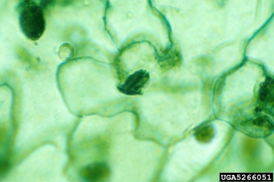 Tobacco Etch Virus (Potyvirus TEV ) on jimsonweed (Datura spp. ) - 5266051