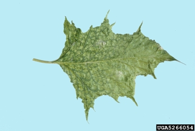 Tobacco Etch Virus (Potyvirus TEV ) on jimsonweed (Datura spp. ) - 5266054