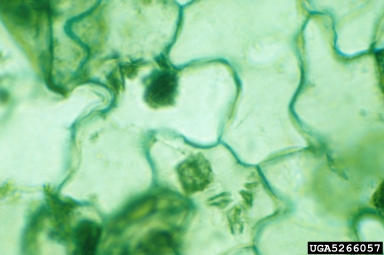 Tobacco Etch Virus (Potyvirus TEV ) on jimsonweed (Datura spp. ) - 5266057