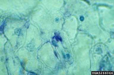 Tomato Mosaic Virus (Tobamovirus ToMV ) on tomato (Lycopersicon esculentum ) - 5266066