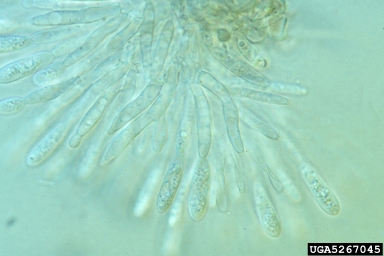 anthracnose, Colletotrichum spp.  (Phyllachorales: Phyllachoraceae) - 5267045