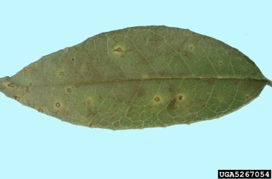 anthracnose (Colletotrichum spp. ) on sweet osmanthus (Osmanthus fragrans ) - 5267054