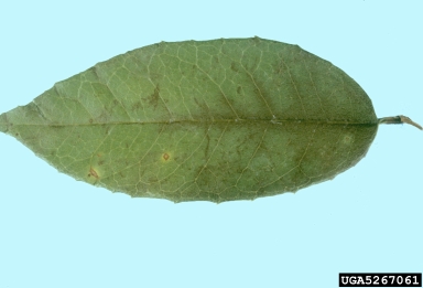 anthracnose (Colletotrichum spp. ) on sweet osmanthus (Osmanthus fragrans ) - 5267061