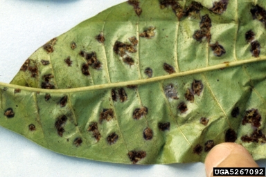 guava rust (Puccinia psidii ) on guava (Psidium spp. ) - 5267092