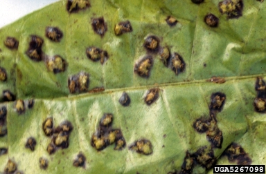 guava rust (Puccinia psidii ) on guava (Psidium spp. ) - 5267098