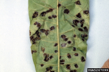 guava rust (Puccinia psidii ) on guava (Psidium spp. ) - 5267099
