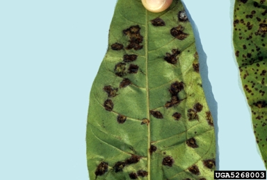 guava rust (Puccinia psidii ) on guava (Psidium spp. ) - 5268003