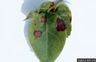 Phyllosticta leaf spot (Phyllosticta vaccinii ) on highbush blueberry (Vaccinium corymbosum ) - 5268006