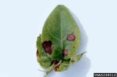 Phyllosticta leaf spot (Phyllosticta vaccinii ) on highbush blueberry (Vaccinium corymbosum ) - 5268012