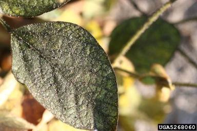 soybean aphid (Aphis glycines ) on soybean (Glycine max ) - 5268060