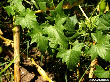 white bryony, Bryonia alba  (Violales: Cucurbitaceae) - 5268065