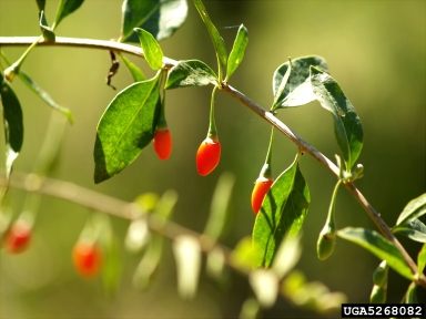 matrimony vine, Lycium barbarum  (Solanales: Solanaceae) - 5268082