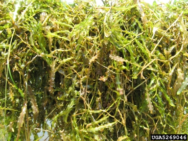 curlyleaf pondweed, Potamogeton crispus  (Najadales: Potamogetonaceae) - 5269046