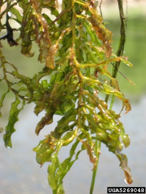 curlyleaf pondweed, Potamogeton crispus  (Najadales: Potamogetonaceae) - 5269048