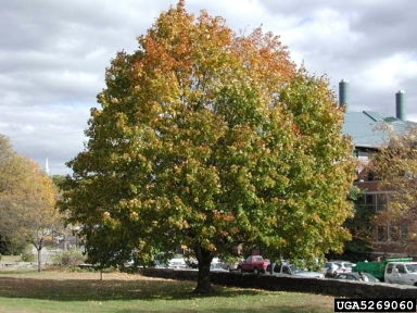 Norway maple, Acer platanoides  (Sapindales: Aceraceae) - 5269060