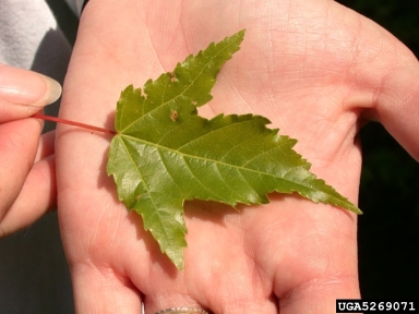 Amur maple, Acer ginnala  (Sapindales: Aceraceae) - 5269071