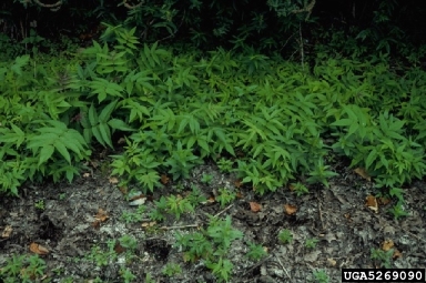 tree-of-heaven, Ailanthus altissima  (Sapindales: Simaroubaceae) - 5269090