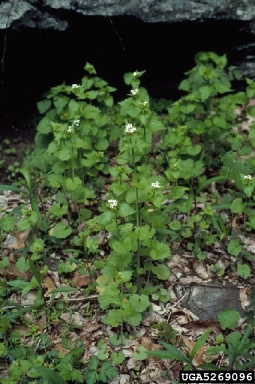 garlic mustard, Alliaria petiolata  (Capparales: Brassicaceae) - 5269096