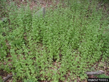garlic mustard, Alliaria petiolata  (Capparales: Brassicaceae) - 5270001