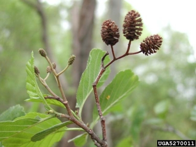 European alder, Alnus glutinosa  (Fagales: Betulaceae) - 5270011