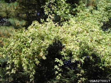 Amur peppervine, Ampelopsis brevipedunculata  (Rhamnales: Vitaceae) - 5270017