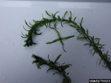 Brazilian waterweed, Egeria densa  (Hydrocharitales: Hydrocharitaceae) - 5270023