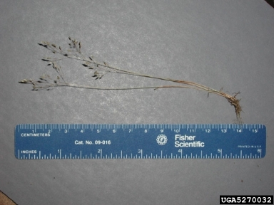 silver hairgrass, Aira caryophyllea  (Cyperales: Poaceae) - 5270032