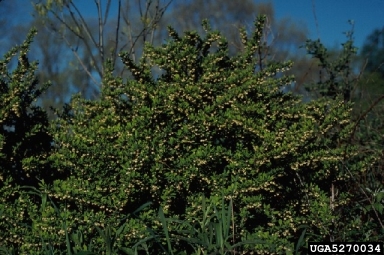 Japanese barberry, Berberis thunbergii  (Ranunculales: Berberidaceae) - 5270034