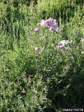 Canada thistle, Cirsium arvense  (Asterales: Asteraceae) - 5270078