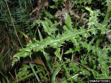 Canada thistle, Cirsium arvense  (Asterales: Asteraceae) - 5270081